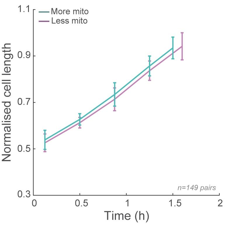 comparison of daughter cell pairs with similar cell sizes at birth but asymmetric mitochondrial partitioning, showing that the daughter cells with less mito grow slower and take longer to achieve the size for division.