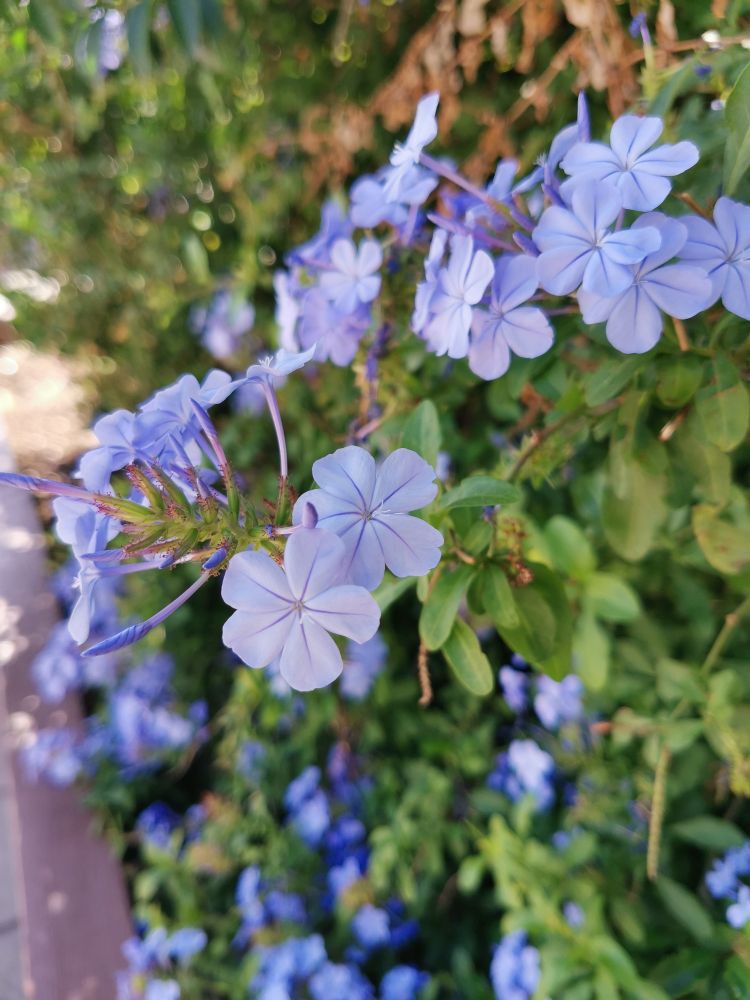 Fleurs et feuilles du Plumbago dans un des ilots végétalisés proche de la mairie.