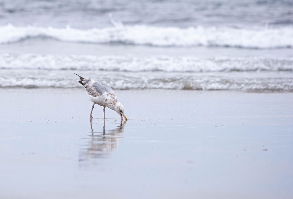 a seagull with brown, gray, and white feathers eats something on the ground as the ocean waves move the sand, exposing bird-approved snacks. The bird's reflection is on the ground from the thin layer of water, and 3 waves are in the background. Photo taken at Hampton Beach along the Atlantic Ocean 