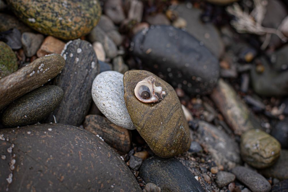 In the very center is a live snail attached to the inside of a broken larger snail shell left over from a previous snail. Their shell home is resting on a rock surrounded by other rocks with barnacles and seaweed