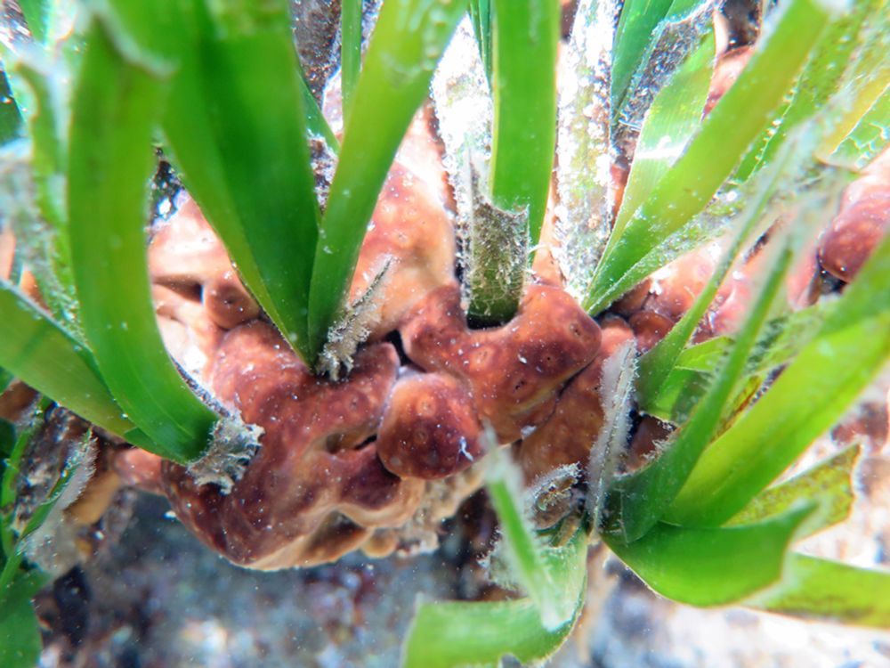 Open position: postdoctoral fellowship in microbial ecology of seagrasses - Marine Symbiomes Research Group