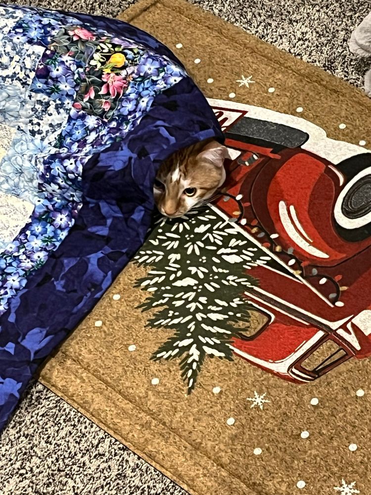 An orange and white kitten pokes her head out from under a quilt 