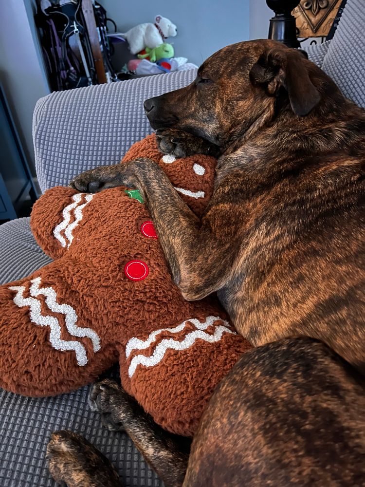 A brindle dog cuddles a gingerbread man pillow. 