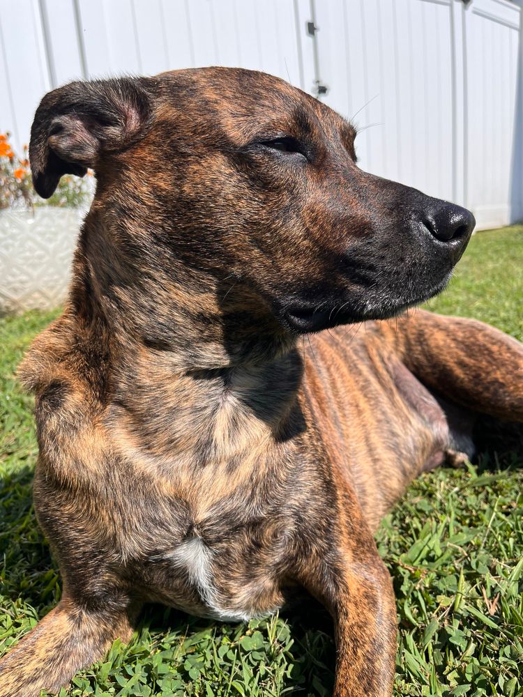Brindle dog laying in the grass