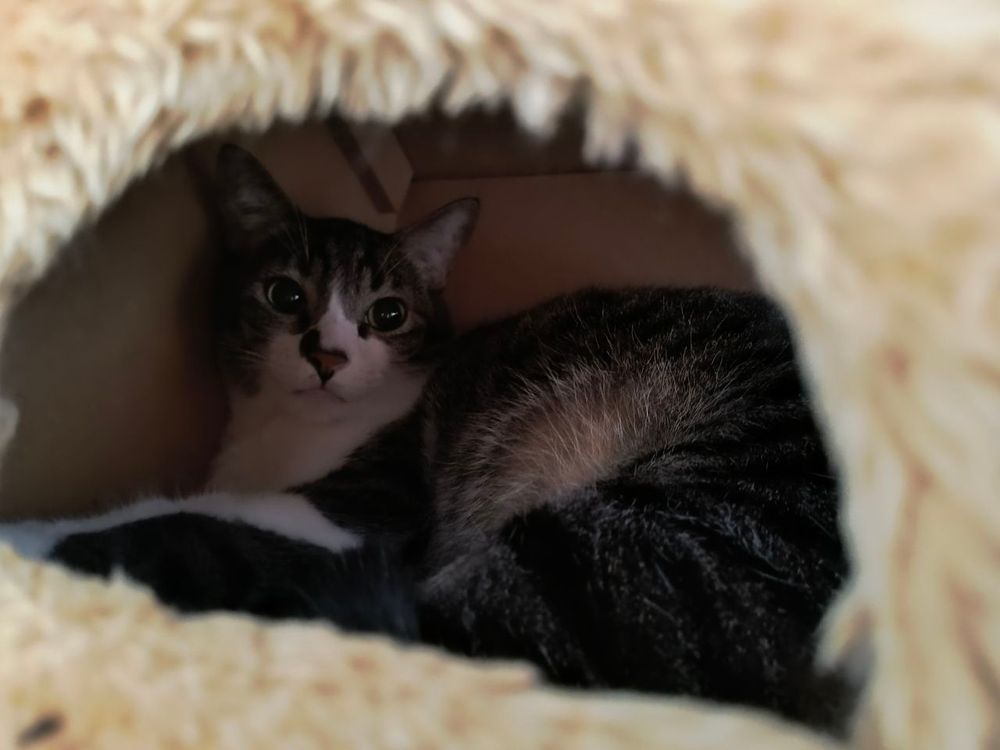 A picture of my cat Luan. He's got a stripped black and gray head and back, with white underside. He's looking at the camera through a tiny window, while inside his little cat house. 