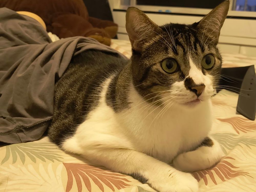 A picture of my cat Luan. He's got a stripped black and gray head and back, with white underside. He's laying in a bed, with a shirt covering part of his back. 
