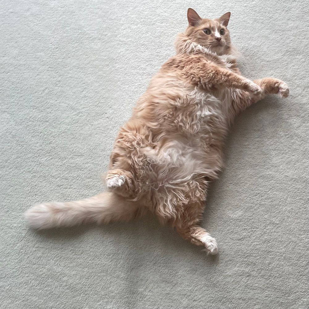 A very fluffy ginger cat lying on his back.