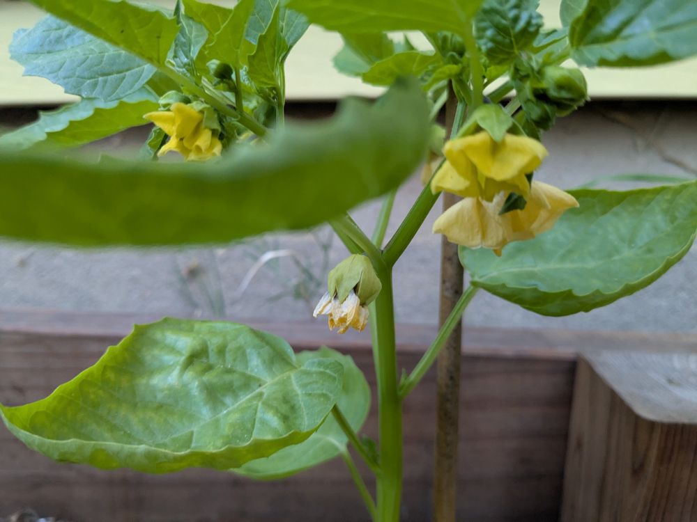 First tomatillo of the season coming in