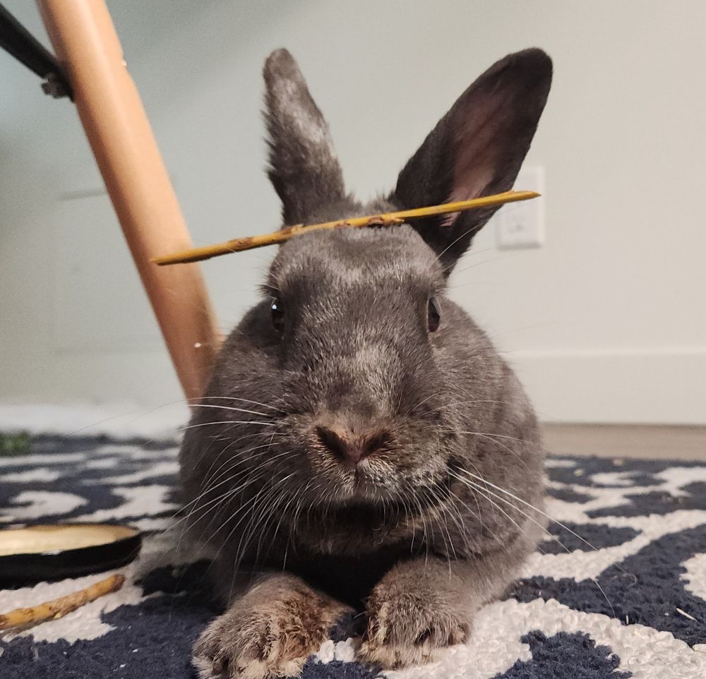 A grey bunny is lying on a carpet facing the camera. He has a small stick balanced across his head and a vacant expression on his face. 