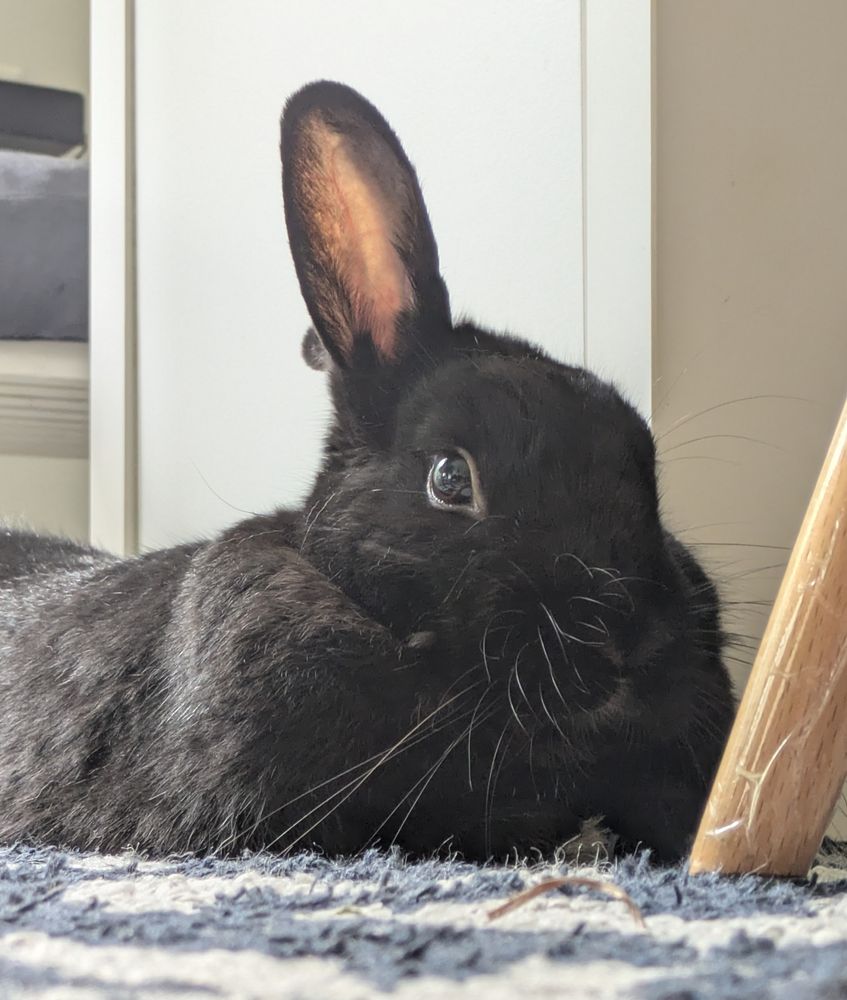 A small black bunny loafs on a carpet with an alert expression and one ear pointing forward 