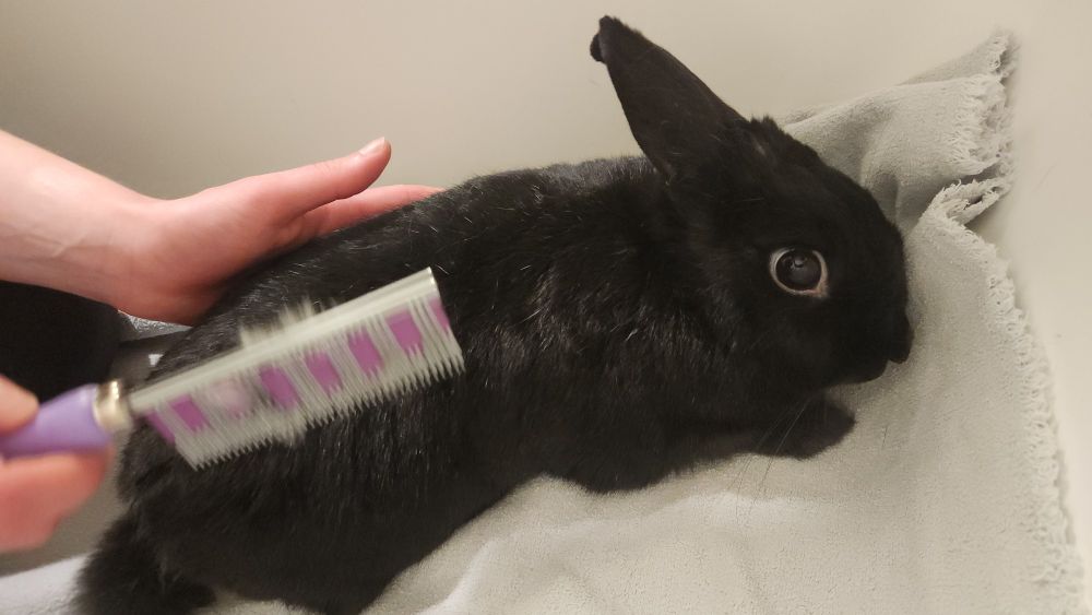 A black bunny getting her fur brushed with an expression of horror