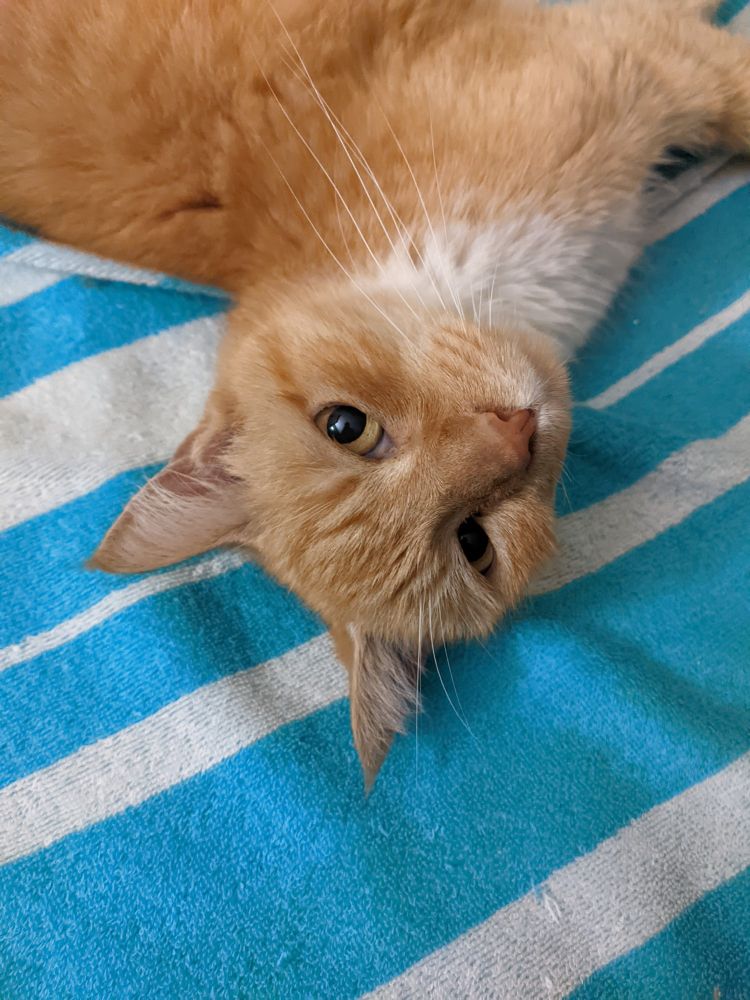 ginger cat with white bib, on a blue and white striped towel, gazing at the camera.