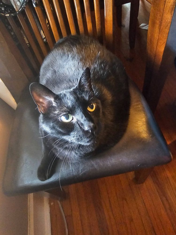 a black cat with yellow eyes who is sitting near me while i work at home