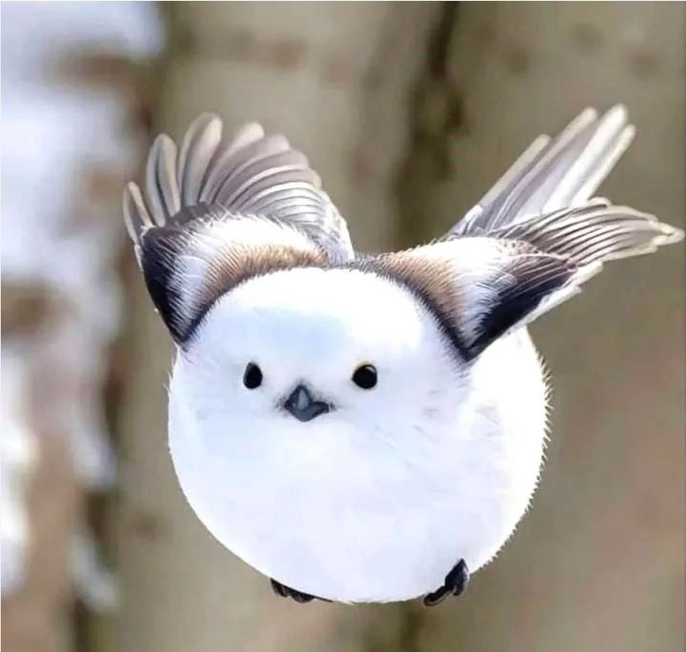 A Japanese Snow Fairy bird. It is white and ridiculously round. Like a mathematician's dream of a bird. You could calculate the volume of this bird so easily.