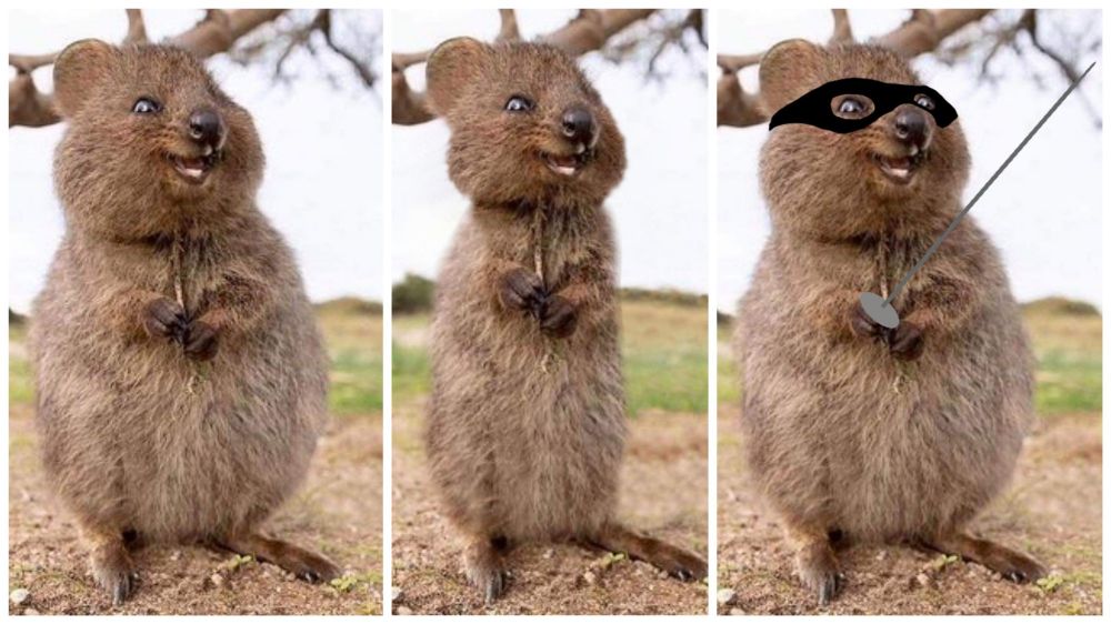 À gauche un quokka
Au milieu le même quokka mais amaigri 
À droite toujours le même quokka mais avec une épée à la main et un masque noir sur les yeux 