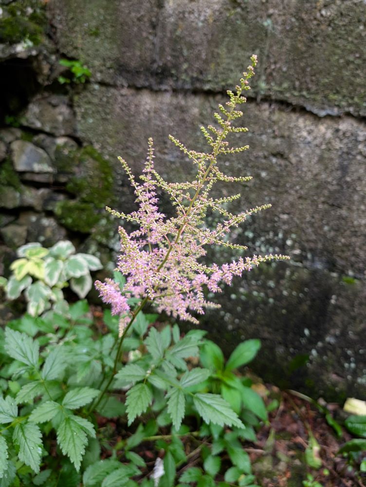False goat's beard plant beginning to bloom with pink flowers.