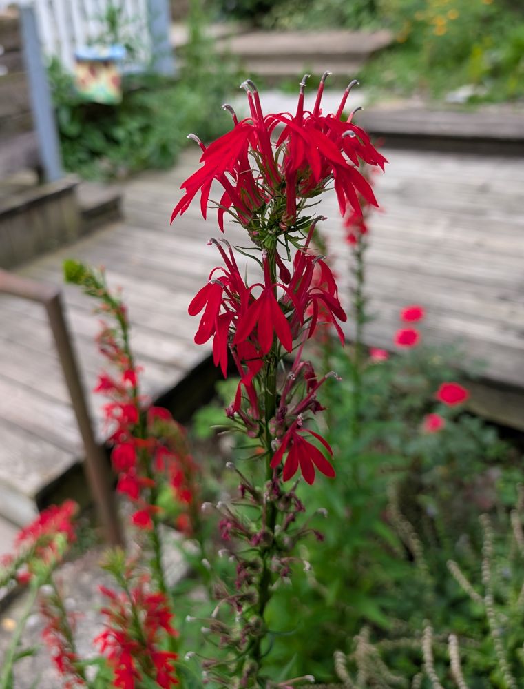 A cardinal flower blooming in a small garden outside a house.