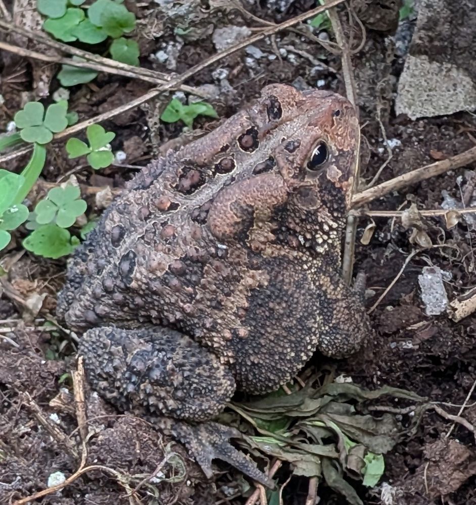 Close-up of a large brown toad in a garden.