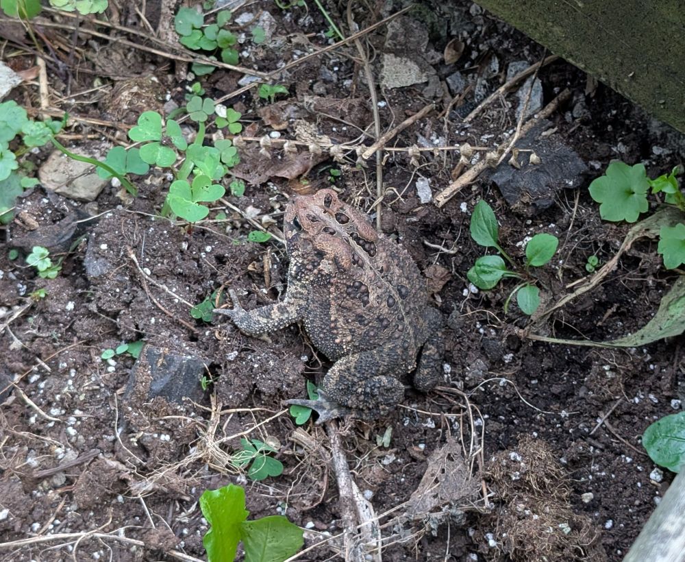 A large brown toad (possibly a Fowler's toad) in a corner of a garden. 