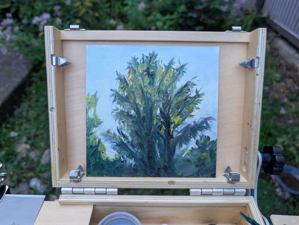 A small square oil painting of a spruce tree rising above other trees and catching sunlight. It sits in a pochade box in front of a garden.