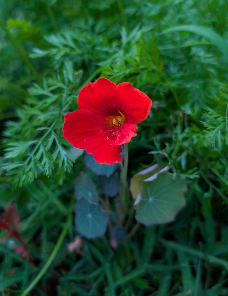 Red nasturtium growing among carrots.
