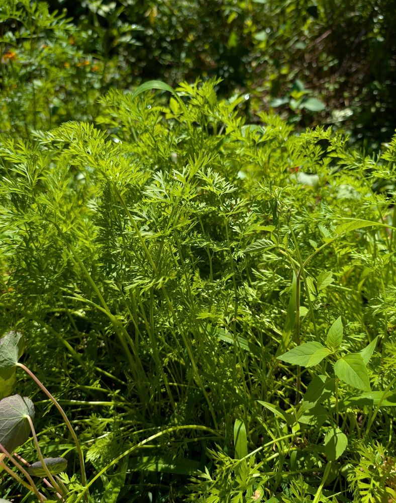 Carrot greens growing thick in a garden. 