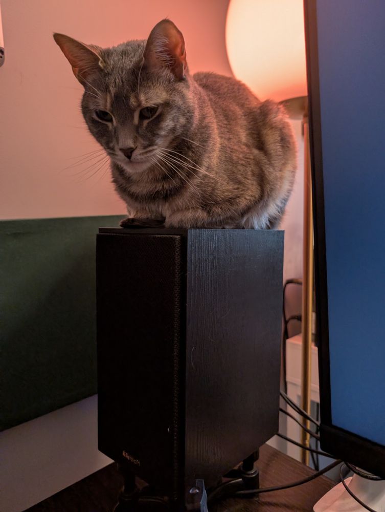 Car loafing on a Klipsch desktop speaker