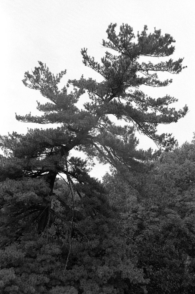 Black and white photo of a squiggly tree