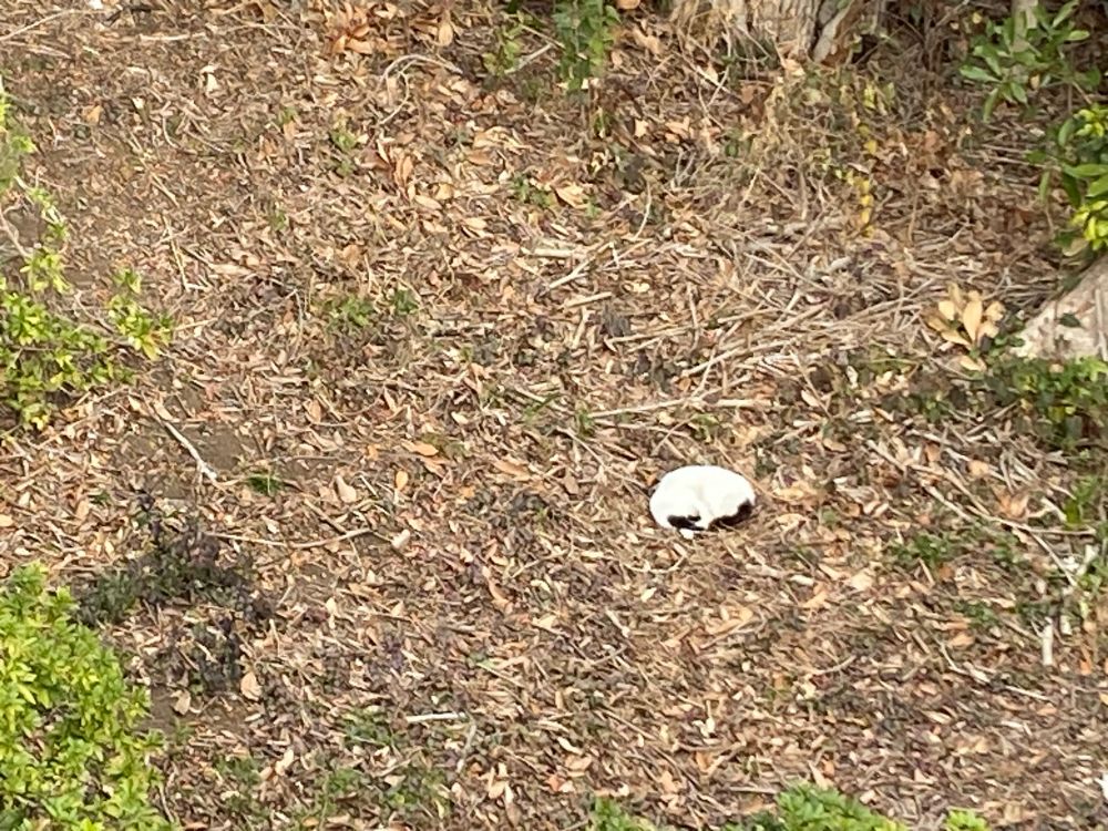 丸くなっている猫