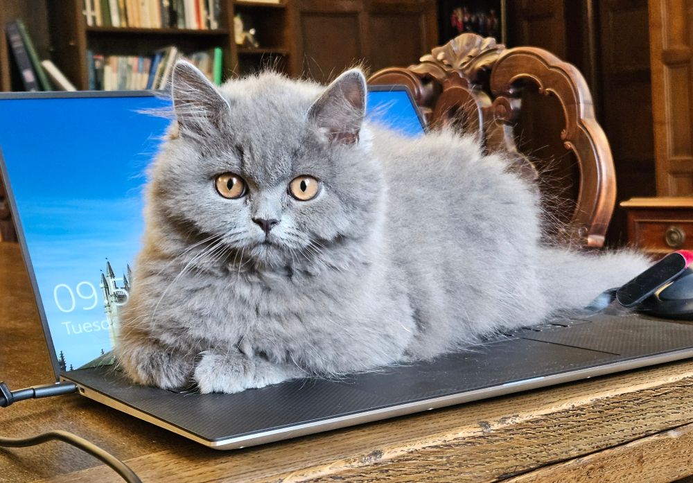 Ozzy a small grey cat with amber eyes, is sitting on my laptop. He looks judgmental.