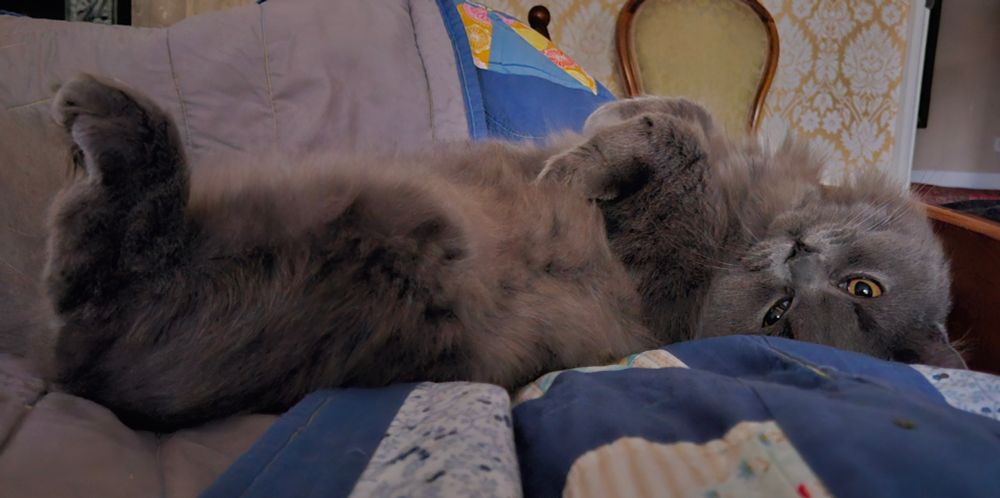 Grey cat lying on his back in bed. Back paws like rabbit feet. Looking at me upside down.
