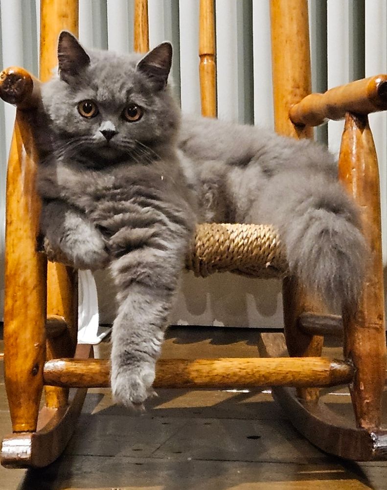 Grey cat sitting in a baby's rocking chair, one front leg draped over the edge.