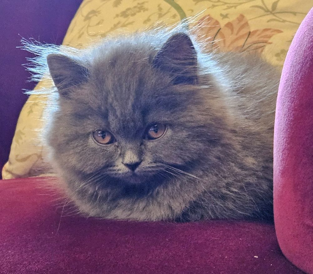 Kitten on a red armchair practising his loaf. 