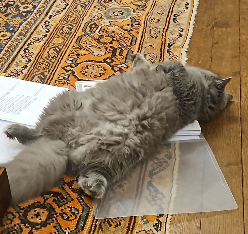 Grey cat splayed across my files on his back.