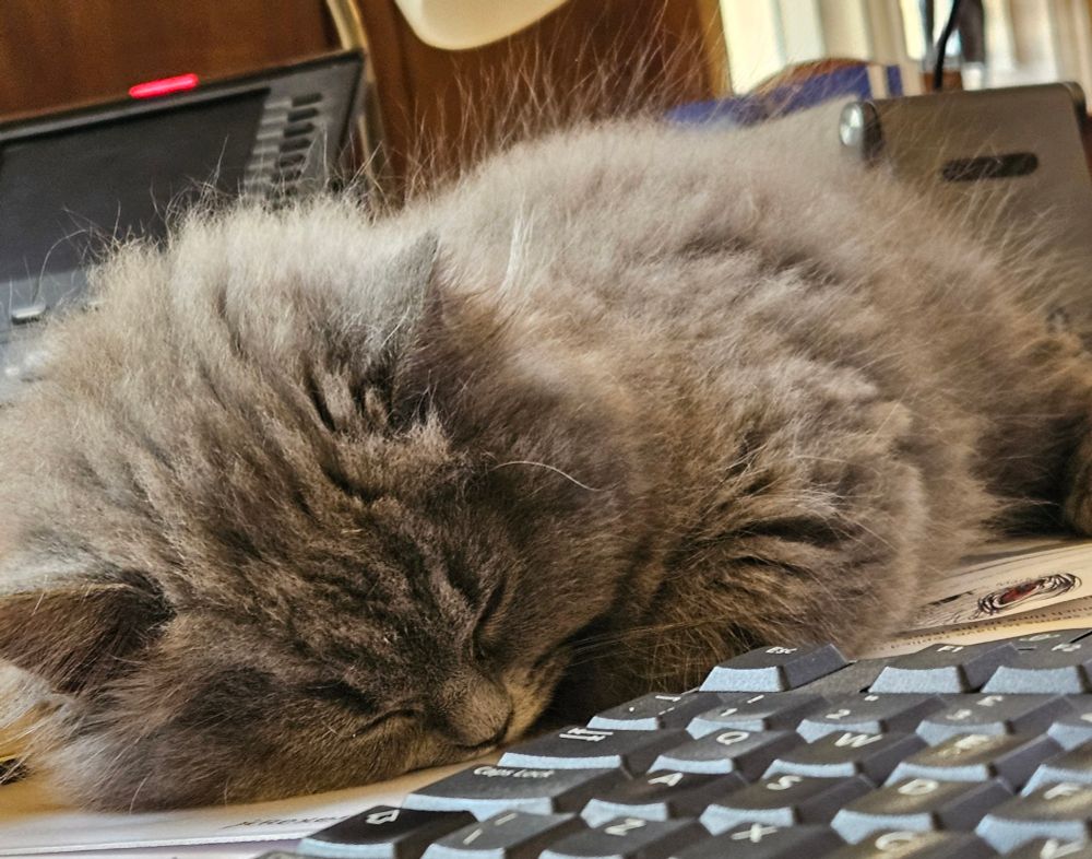 Fluffy kitten fast asleep on my desk, next to my keyboard. Face down, paw folded.