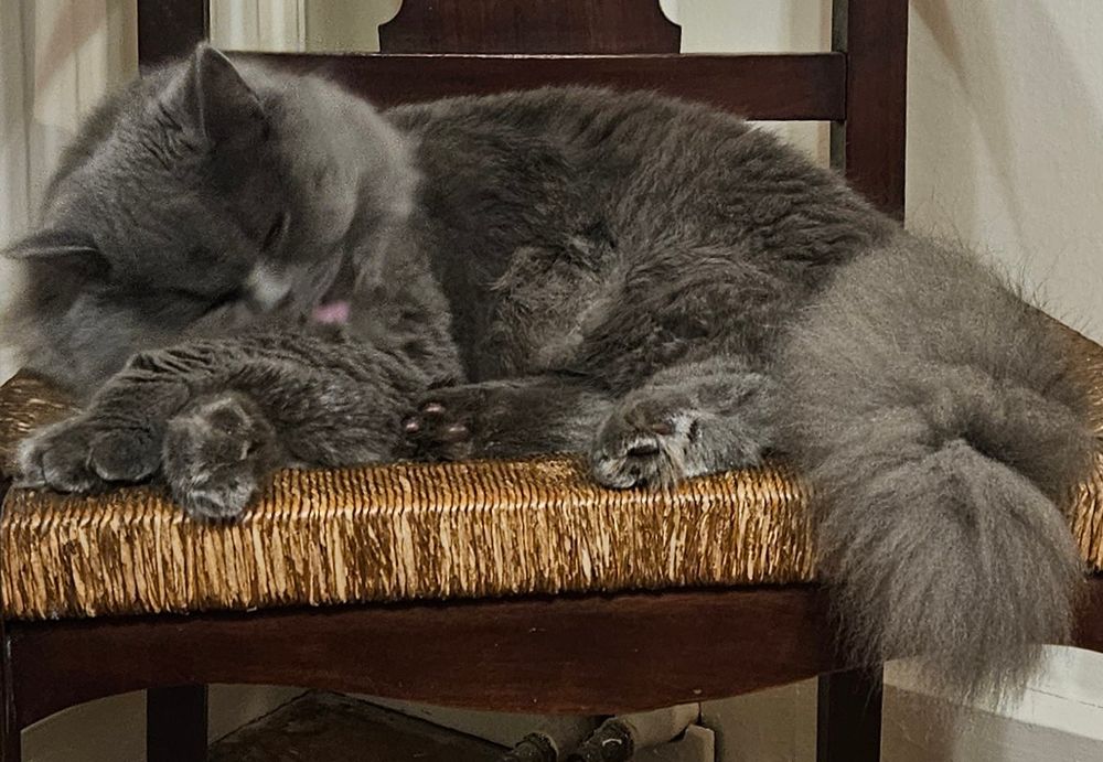 Grey cat sitting on a chair with a rush seat, front paws crossed, washing.