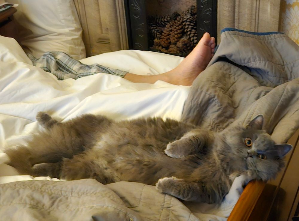 Grey cat lounging on the bed on his back, paws up. Resting his head on the end of the bed. He's had his breakfast. Peter's bare foot in the background. The boys are not getting up any time soon.