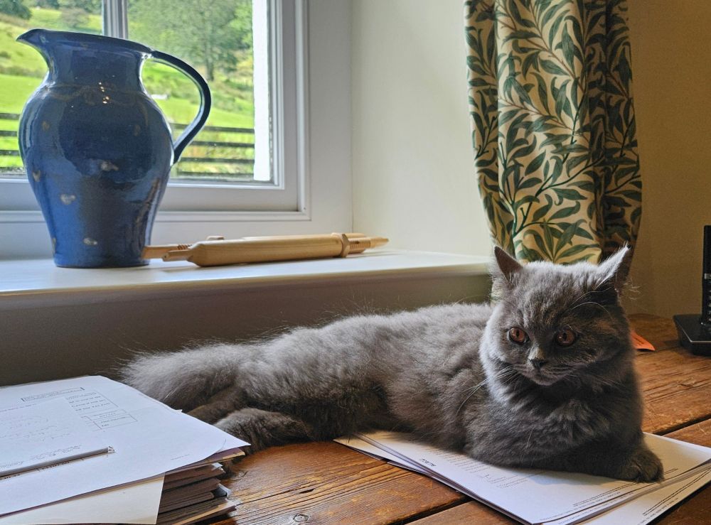 Grey cat sitting on papers on my desk in front of a window with a view out to the green hillside. A blue jug on the windowsill.