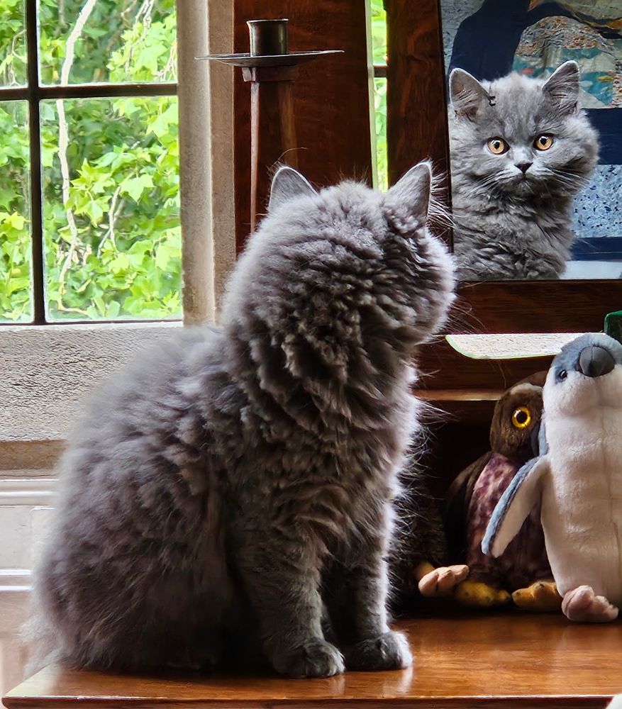Kitten sees himself in the mirror and is shocked.