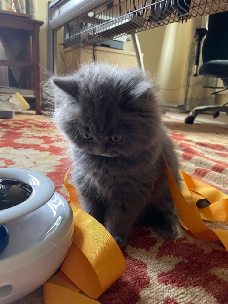 Small fluffy grey kitten sitting on a rug looking dismayed.