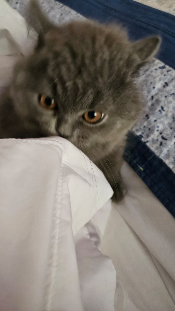 Kitten sticks his head above the pillow to check if the coast is clear.