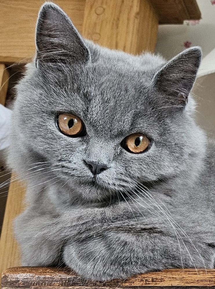 Grey kitten with amber eyes, head slightly cocked, does his best chocolate box pose.