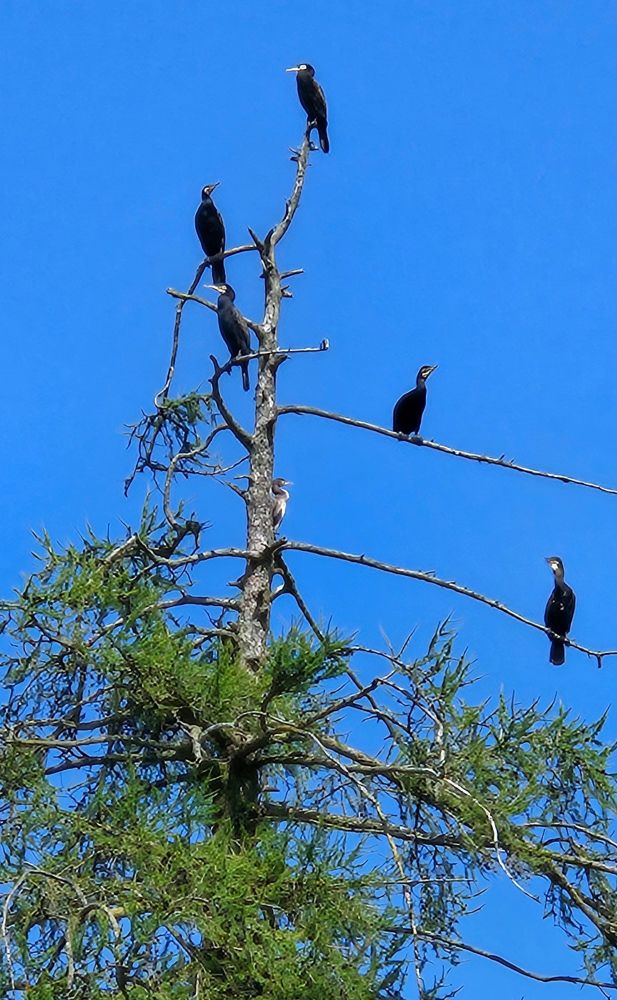 A bare tree with five cormorants perched on its upper branches. Blue sky.