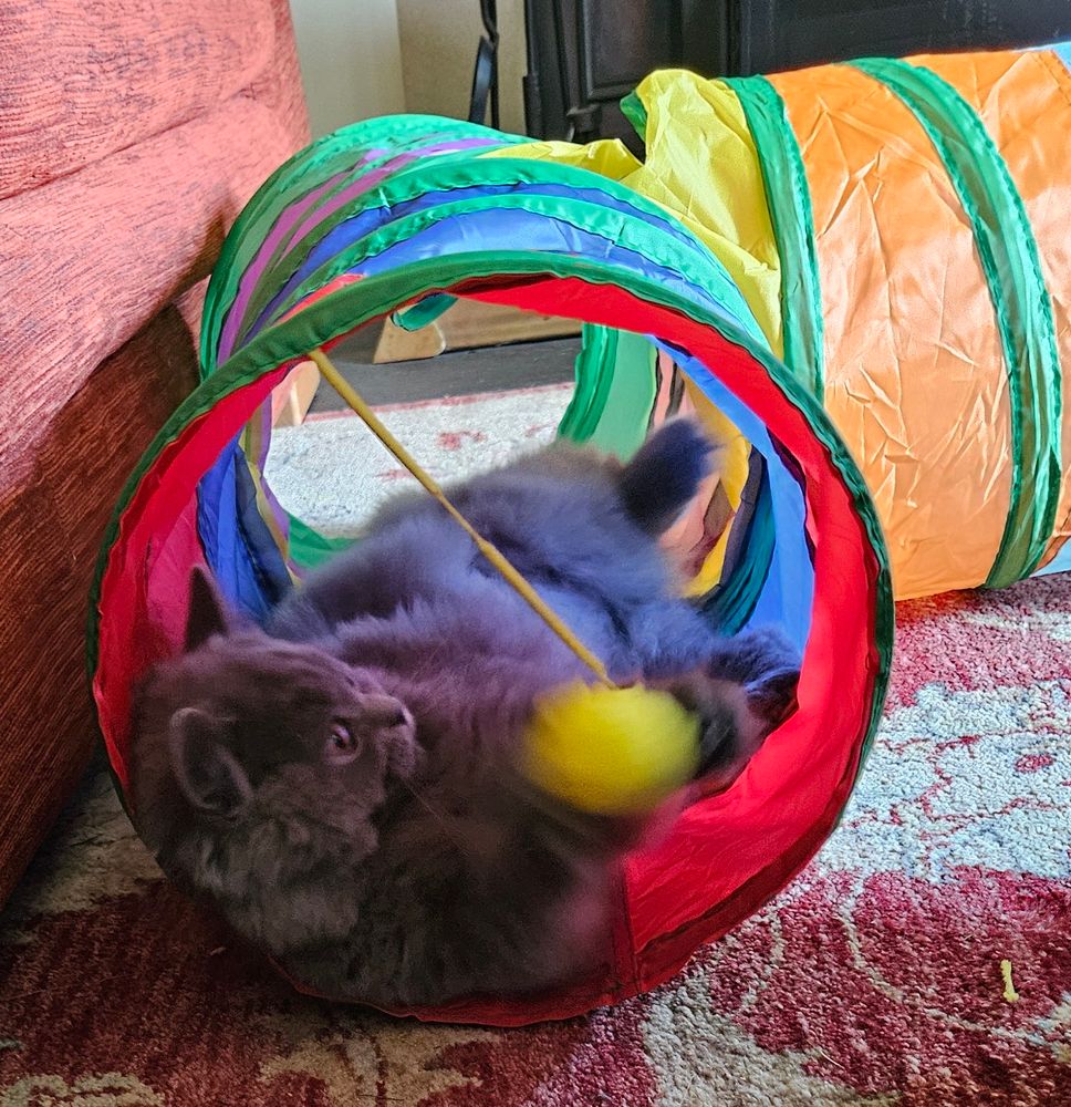 Cat playing inside a multi-coloured, three- pronged tunnel with a ball of a string hanging from the roof.