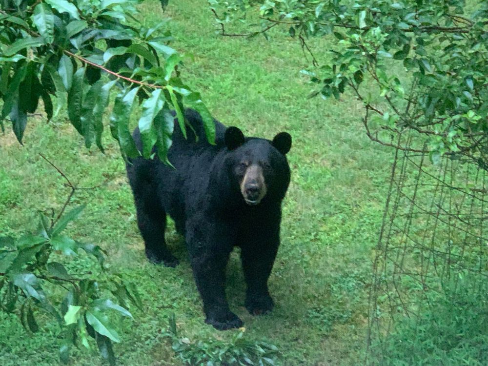 Elevated photo of a black bear mouth agape staring directly at the camera