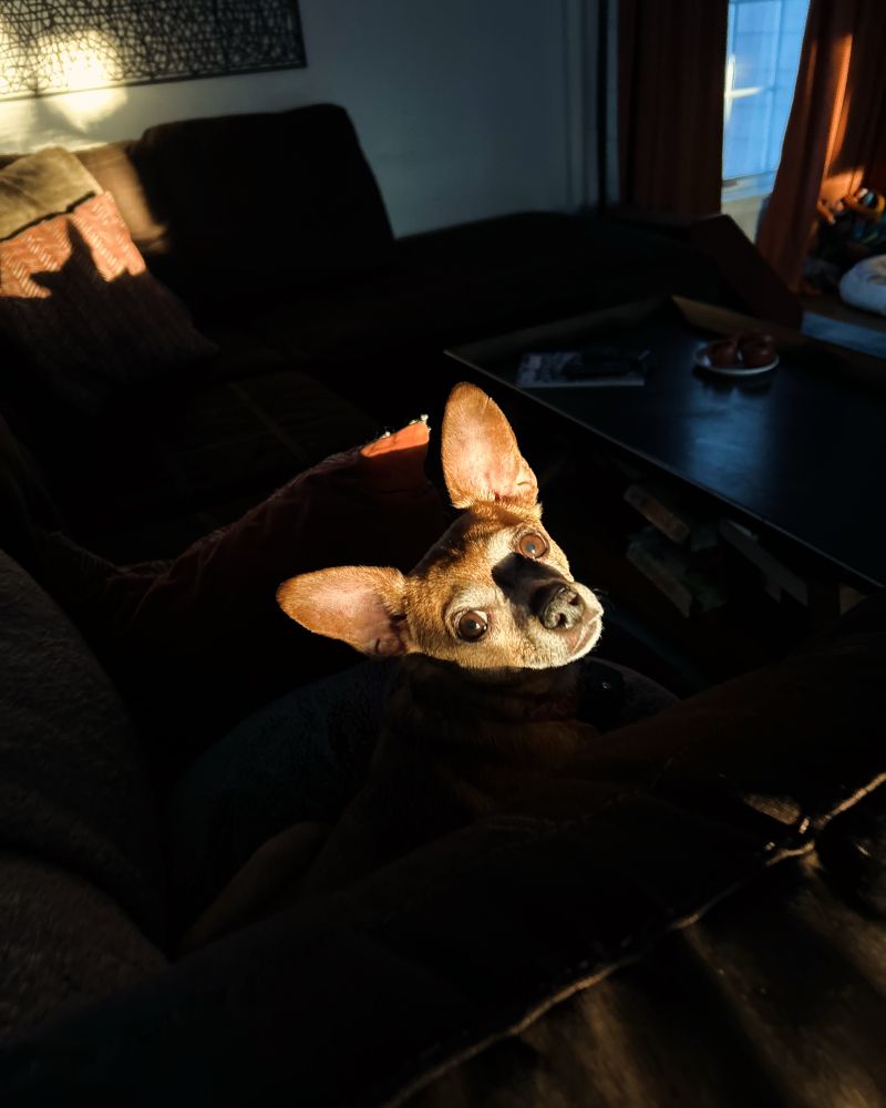 A photo of my chihuahua mix, Rosie, sitting on the couch in our family room, nearly everything in darkness except her head, lit from sunlight through a window. She looks at the camera beseechingly