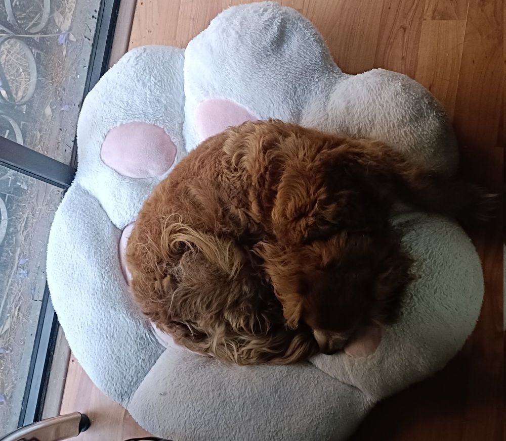Un perrito café enrrozcado sobre una almohada en forma de pata de gato 
