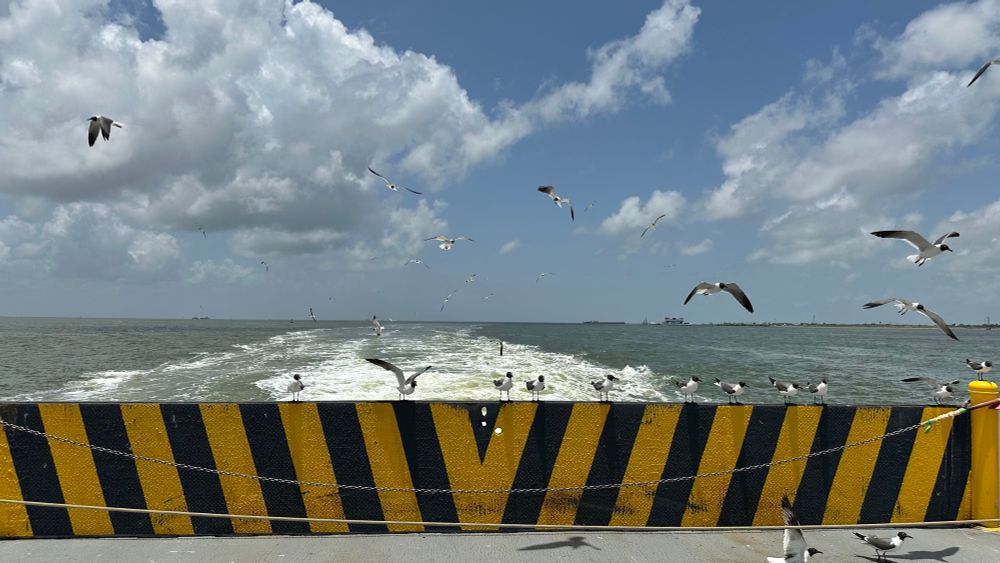 Seagulls chasing a Galveston ferry. 