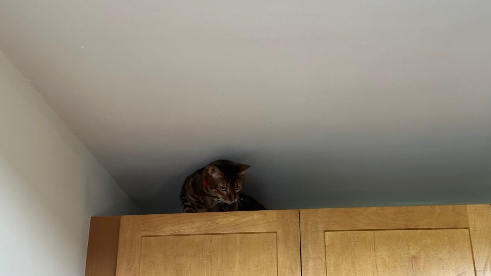 Cat perched on top of kitchen cabinets. 