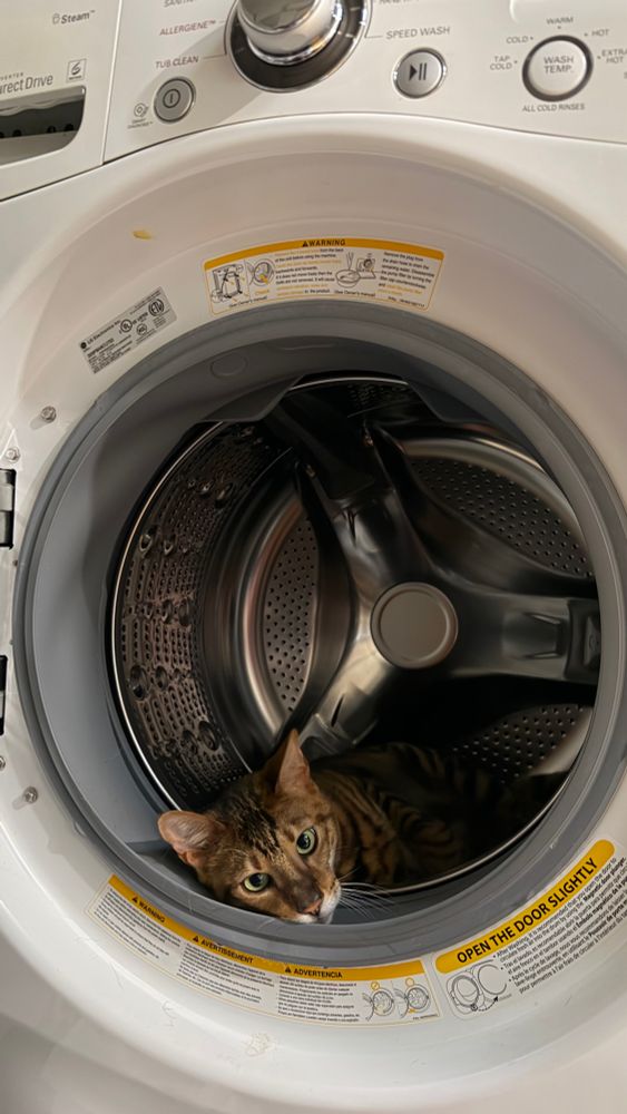 Cat resting inside washing machine